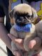 Pug Puppies for sale in Norwalk, CA, USA. price: NA