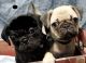 Pug Puppies for sale in Aurora, CO, USA. price: $800