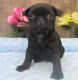 Pug Puppies for sale in Norfolk, NE 68701, USA. price: $710