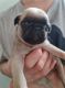 Pug Puppies for sale in Salt Lake City, UT 84118, USA. price: NA