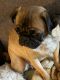 Pug Puppies for sale in Mason County, WA, USA. price: NA