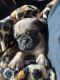 Pug Puppies for sale in Modesto, CA, USA. price: NA