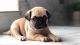 Pug Puppies for sale in Colorado Springs, CO, USA. price: $600