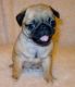 Pug Puppies for sale in Charleston, SC, USA. price: $600