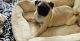 Pug Puppies for sale in Totowa, NJ, USA. price: $1,000