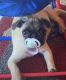 Pug Puppies for sale in Melbourne, FL, USA. price: NA