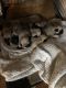 Pug Puppies for sale in Baytown, TX, USA. price: NA