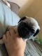 Pug Puppies for sale in San Jose, CA, USA. price: $950