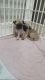 Pug Puppies for sale in Longwood, FL 32750, USA. price: $1,500