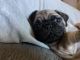 Pug Puppies for sale in San Jose, CA, USA. price: $850