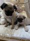 Pug Puppies for sale in TX-8 Beltway, Houston, TX, USA. price: NA