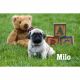 Pug Puppies for sale in Clare, MI 48617, USA. price: NA