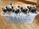 Pug Puppies for sale in Lithia, FL, USA. price: NA