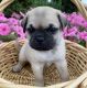 Pug Puppies for sale in Lionville, PA 19341, USA. price: NA
