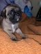 Pug Puppies for sale in Slidell, LA, USA. price: $500