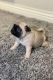 Pug Puppies for sale in Union Square, New York, NY 10003, USA. price: NA