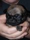 Pug Puppies for sale in Johnson City, TN, USA. price: NA