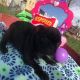 Pug Puppies for sale in Montrose, CO, USA. price: NA