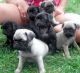 Pug Puppies