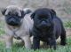 Pug Puppies for sale in Jackson, AL 36545, USA. price: NA