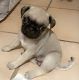 Pug Puppies for sale in Tucson, AZ 85746, USA. price: NA