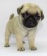 Pug Puppies for sale in 7 Standhill Rd, Carlton, Nottingham, UK. price: 600 GBP