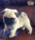 Pug Puppies for sale in United States Air Force, Raf Mildenhall, Bury Saint Edmunds IP28 8NF, UK. price: 1 GBP