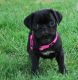Pug Puppies for sale in Nicosia, Cyprus. price: NA