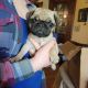 Pug Puppies for sale in Grimsley, TN 38556, USA. price: NA