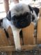 Pug Puppies for sale in Yorba Linda, CA 92886, USA. price: $700