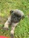 Pug Puppies for sale in Winchester, VA 22601, USA. price: NA