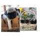 Pug Puppies for sale in Yorba Linda, CA 92886, USA. price: $700