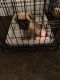 Pug Puppies for sale in Decatur, IL, USA. price: NA