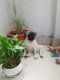Pug Puppies for sale in Lohegaon, Pune, Maharashtra, India. price: 15000 INR