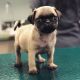Pug Puppies for sale in 53 Eldred St, Lexington, MA 02420, USA. price: NA
