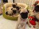 Pug Puppies for sale in Indianapolis, IN, USA. price: $800