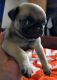 Pug Puppies for sale in Amoret, MO 64722, USA. price: $500