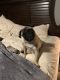 Pug Puppies for sale in Crandall, TX 75114, USA. price: $600