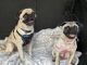 Pug Puppies for sale in Merced, CA, USA. price: $1,000