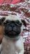 Pug Puppies for sale in Sector 46, Faridabad, Haryana, India. price: NA