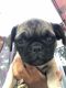 Pug Puppies for sale in 4426 Avenida Del Este, Yorba Linda, CA 92886, USA. price: $350