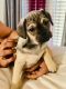 Pug Puppies for sale in Midland, TX, USA. price: NA