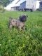 Pug Puppies for sale in Monmouth, IL 61462, USA. price: NA