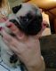 Pug Puppies for sale in North Vernon, IN 47265, USA. price: $700