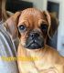 Pugalier Puppies for sale in Whitewater, KS 67154, USA. price: $650
