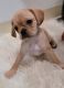 Pugalier Puppies for sale in Monterey, CA, USA. price: NA