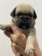 Pugalier Puppies for sale in Gold Coast, Queensland. price: $2,800