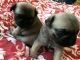 Pugalier Puppies for sale in Miami, Floride, États-Unis. price: $400