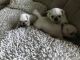 Pugalier Puppies for sale in SC-9, Chester, SC 29706, USA. price: $415