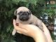 Pugalier Puppies for sale in Chicago Ave, Evanston, IL, USA. price: $250